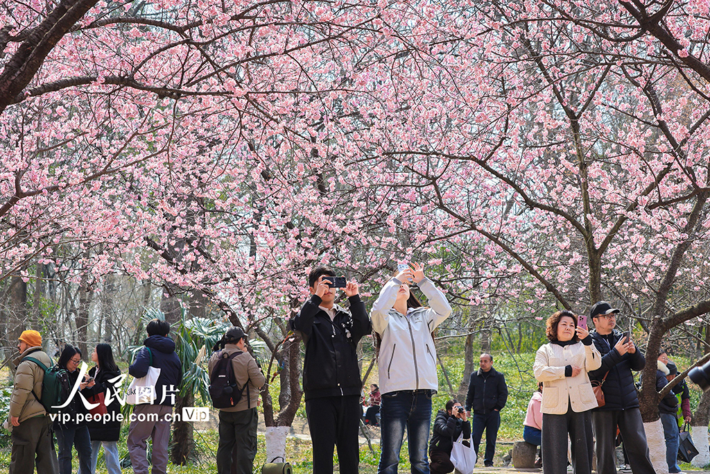 江苏南京：樱花烂漫春意浓【4】