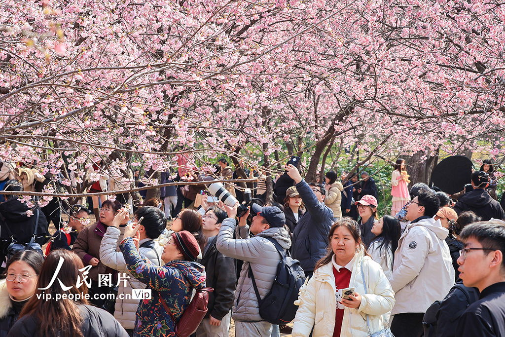 江苏南京：樱花烂漫春意浓【5】