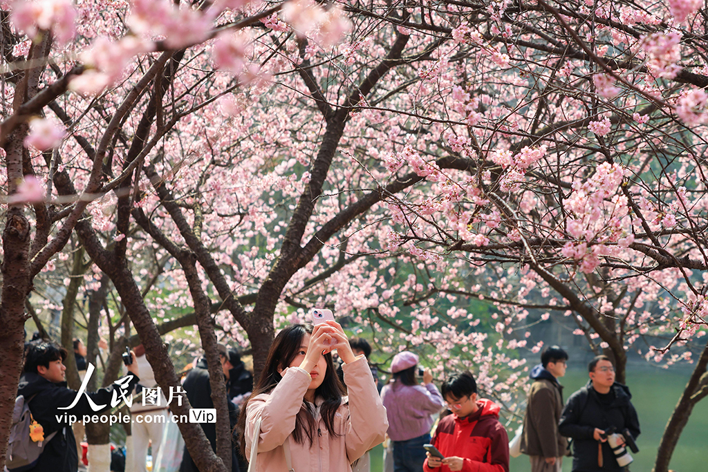江苏南京:樱花烂漫春意浓【6】