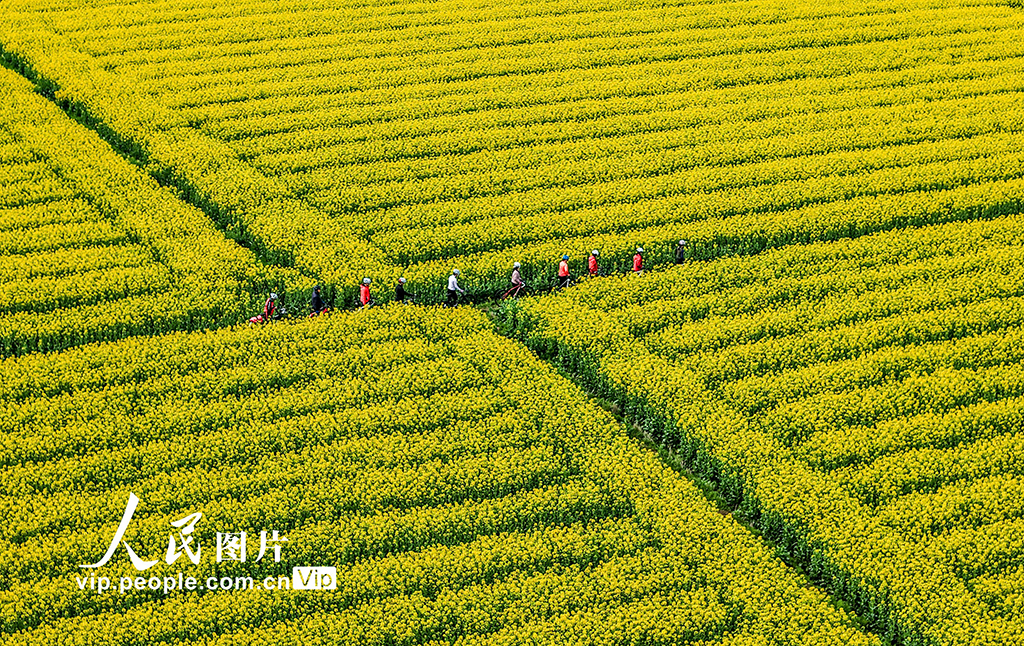 安徽芜湖：油菜花开 乡村游升温【2】