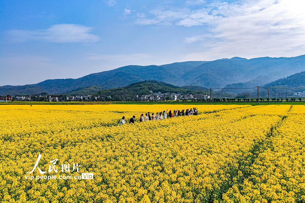安徽芜湖：油菜花开 乡村游升温【3】