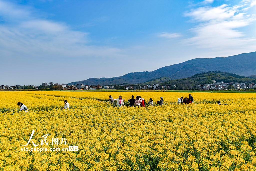 安徽芜湖：油菜花开 乡村游升温【4】
