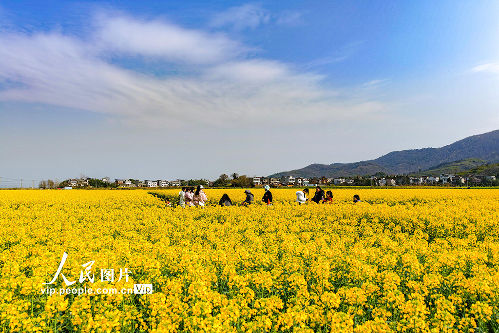 安徽芜湖：油菜花开 乡村游升温【5】