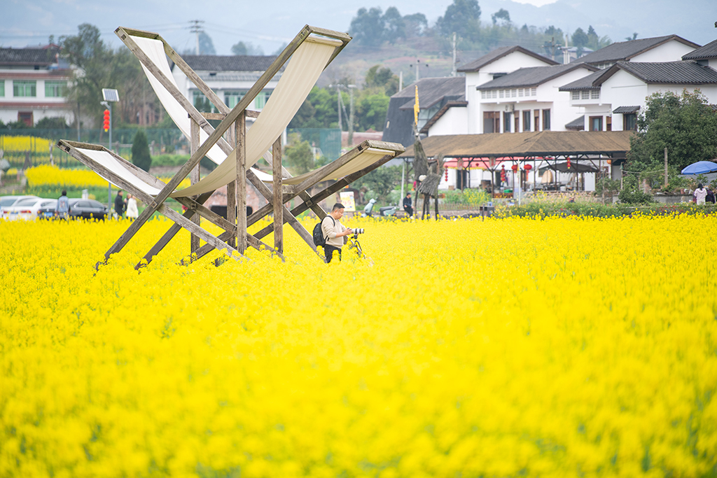 3月9日,游客在油菜花田拍照。