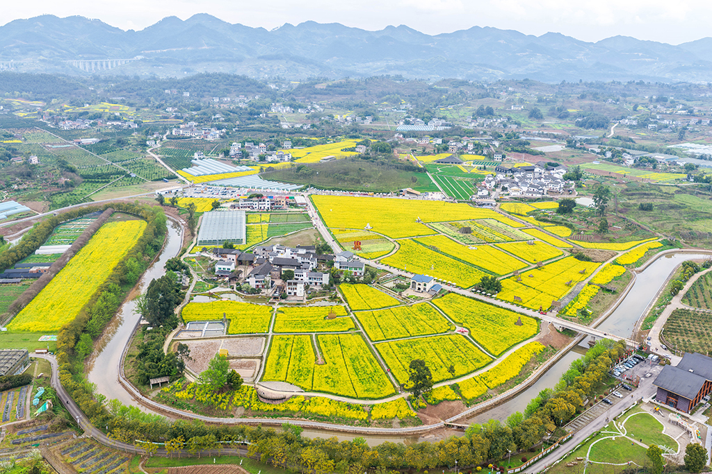 这是3月9日在重庆市璧山区七塘镇将军村莲花穴拍摄的油菜花田(无人机照片)。