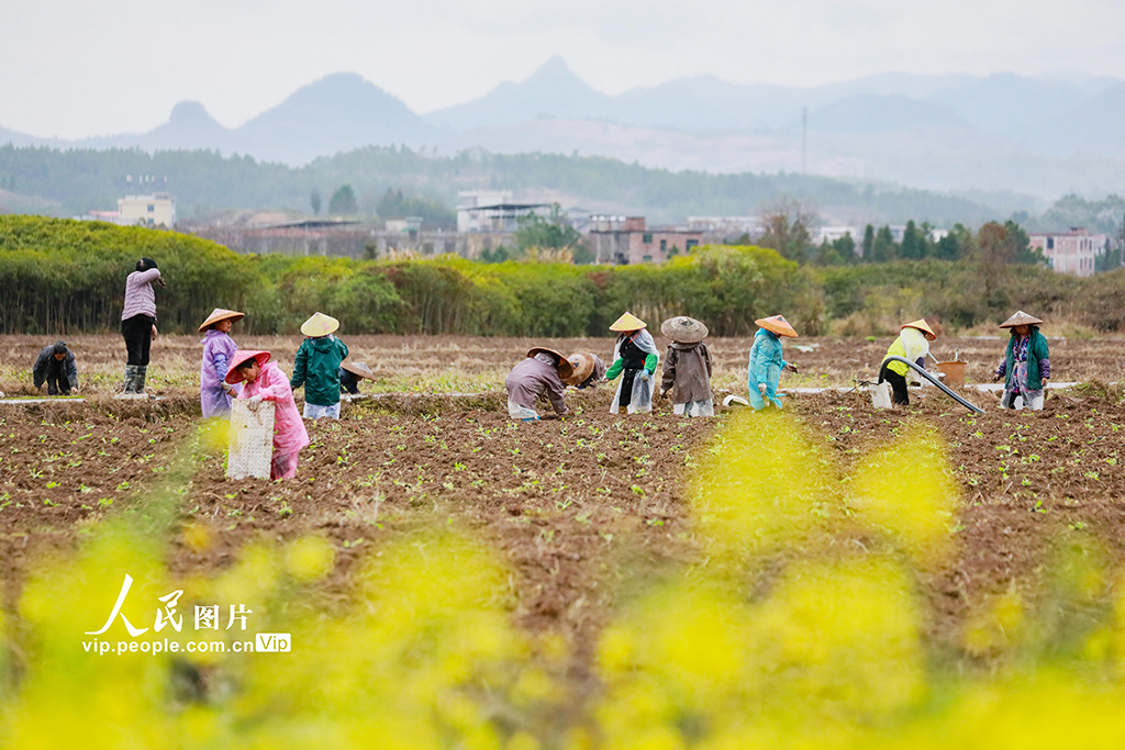 湖南新田：田间农事忙【2】