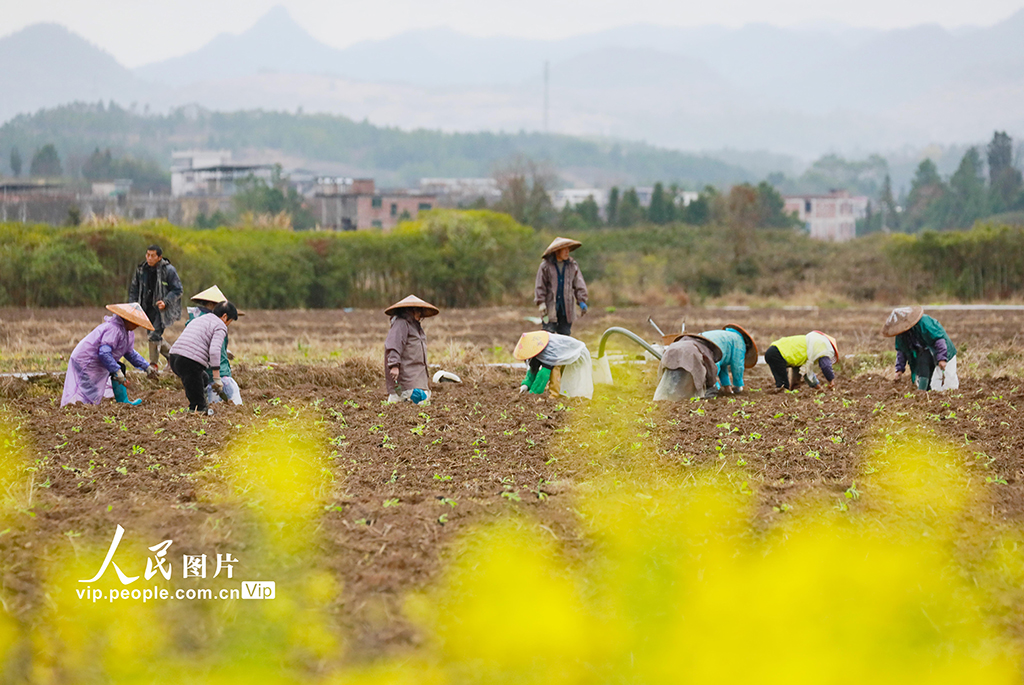 湖南新田：田间农事忙【3】