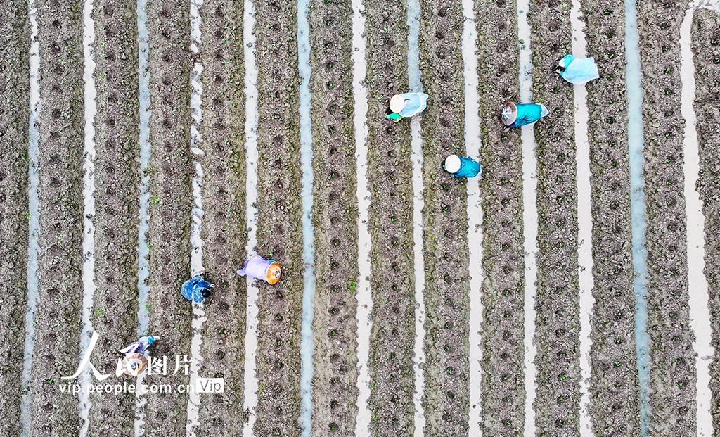 湖南新田：田间农事忙【4】