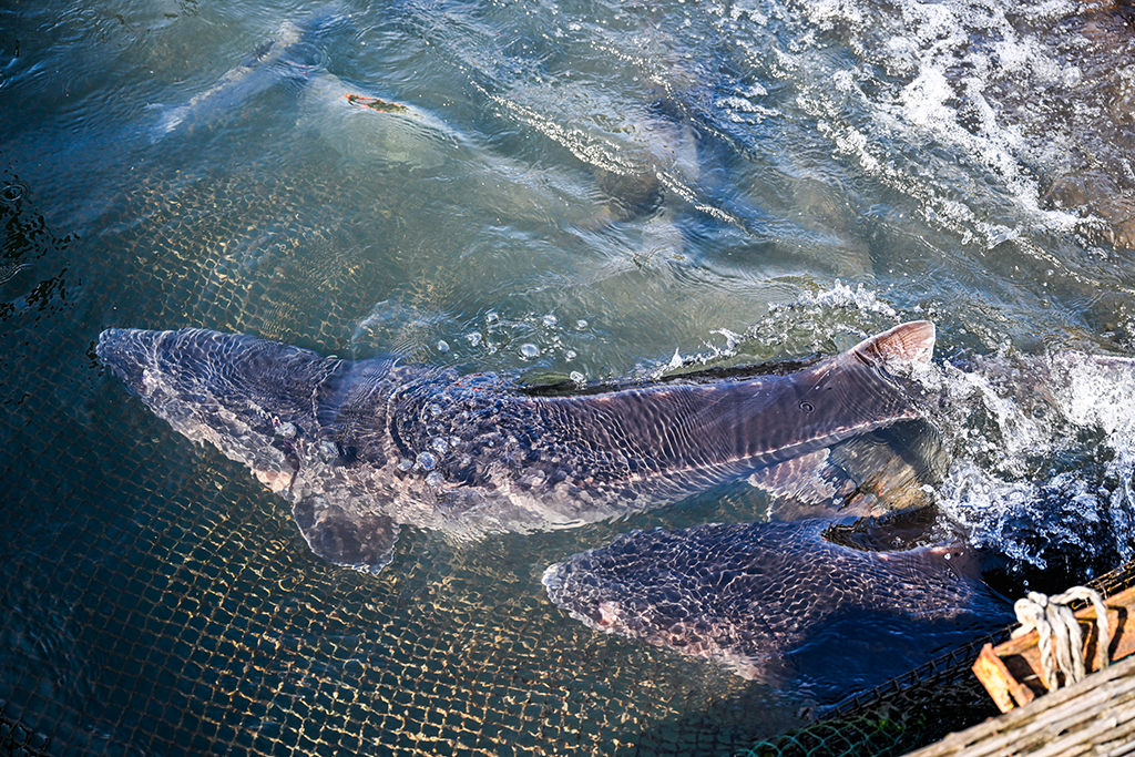 这是3月9日在重庆市万州区水产研究所大周基地拍摄的长江鲟。
