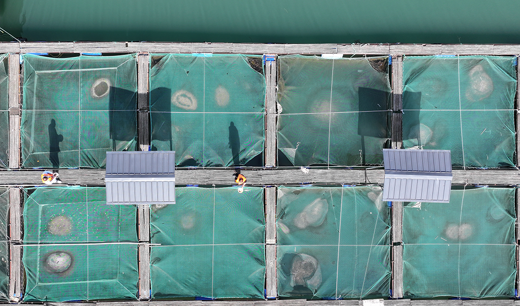 3月9日，重庆市万州区水产研究所大周基地工作人员在给鱼类喂食（无人机照片）。