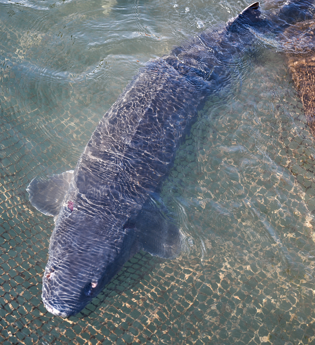 这是3月9日在重庆市万州区水产研究所大周基地拍摄的长江鲟。