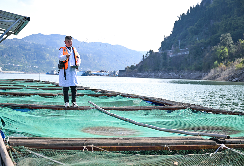 3月9日，重庆市万州区水产研究所大周基地工作人员在给鱼类喂食。