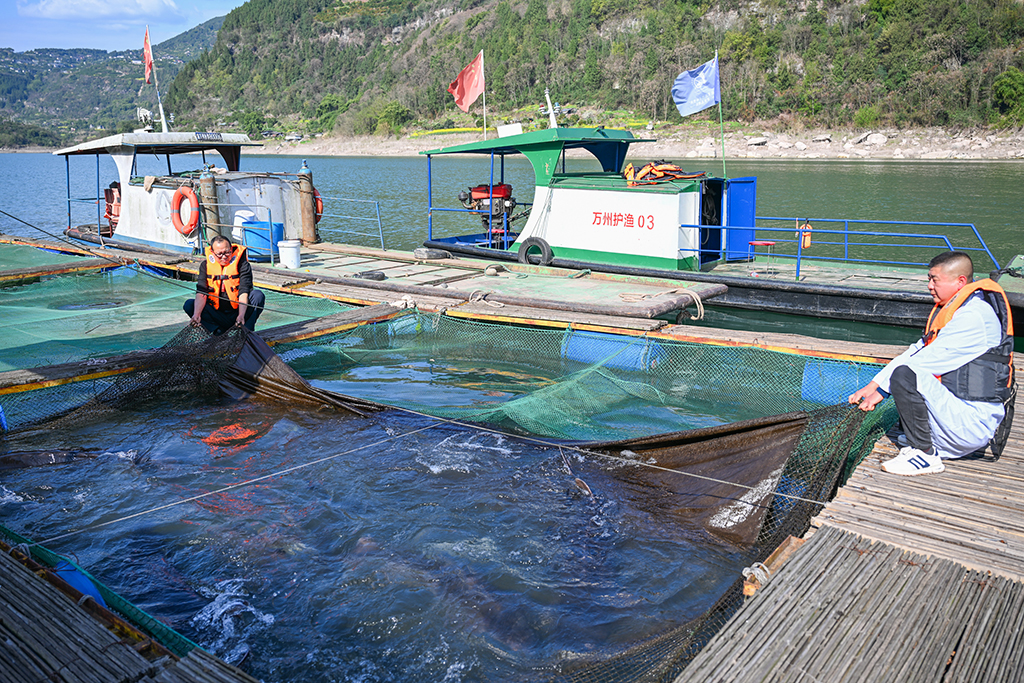 3月9日,重庆市万州区水产研究所大周基地工作人员在查看网箱内的鱼类生长情况。