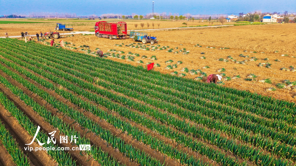 河南新野：钢葱收获忙【2】
