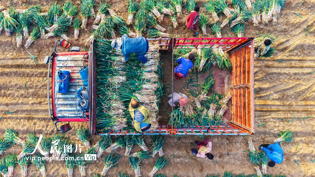 河南新野:钢葱收获忙【3】