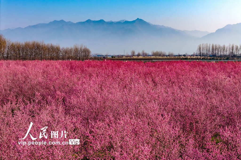 陕西西安：秦岭山下梅花绽放【2】