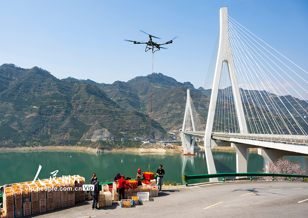 湖北秭归:春橙飘香助增收【5】