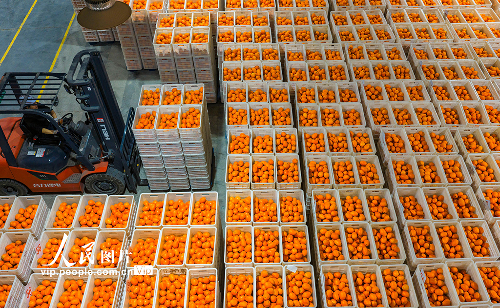 湖北秭归:春橙飘香助增收【2】