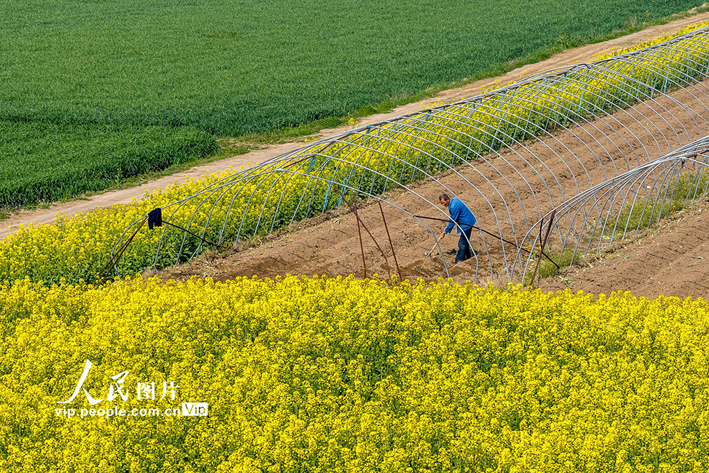 安徽芜湖：春日农事忙【3】