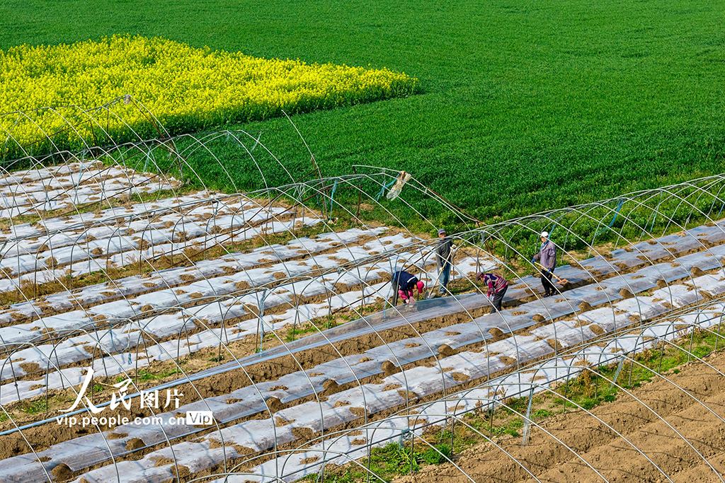 安徽芜湖:春日农事忙【2】