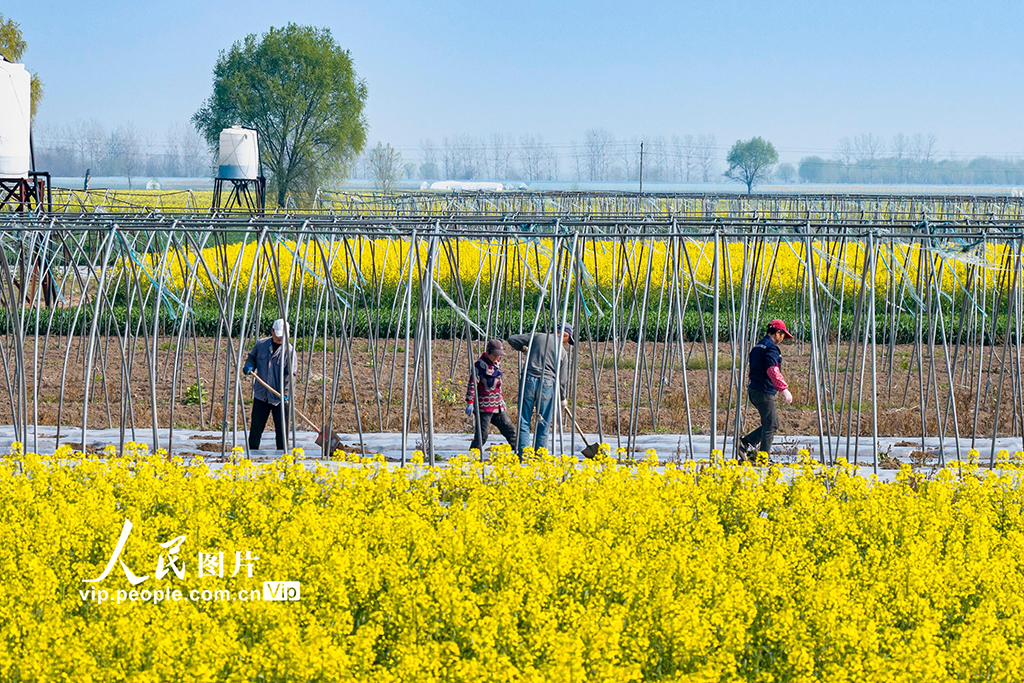 安徽芜湖:春日农事忙【4】