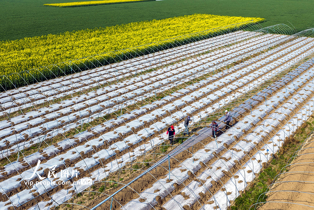 安徽芜湖:春日农事忙【5】