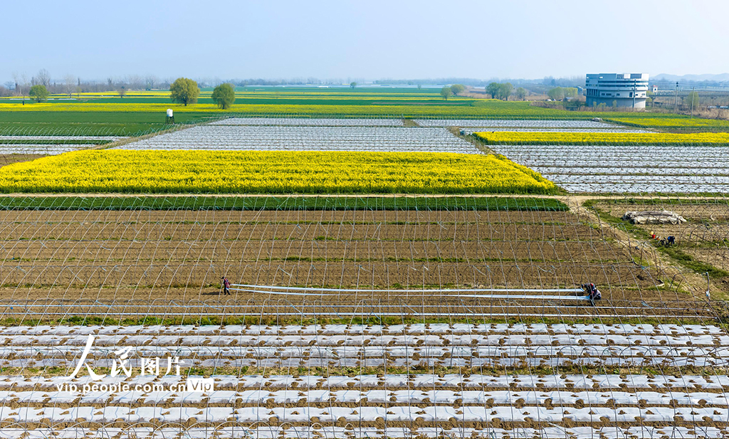 安徽芜湖:春日农事忙【6】