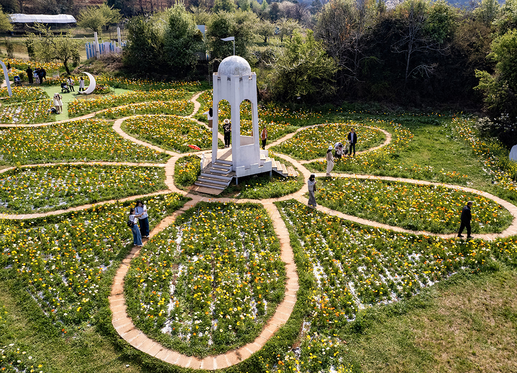 3月10日，游客在昆明名花谷游玩（无人机照片）。