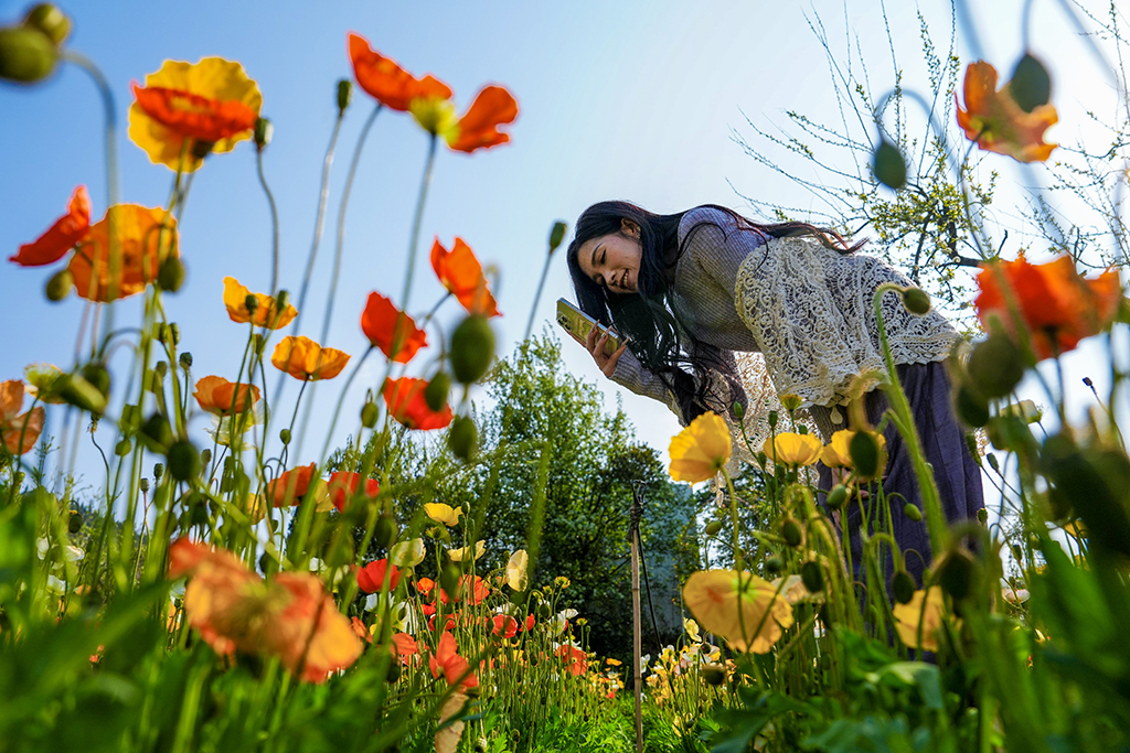 3月10日，一名游客在昆明名花谷拍摄虞美人。