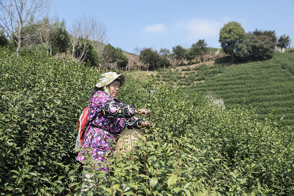 3月10日,在武义县更香有机茶园内,采茶工在采摘今年首批春茶。