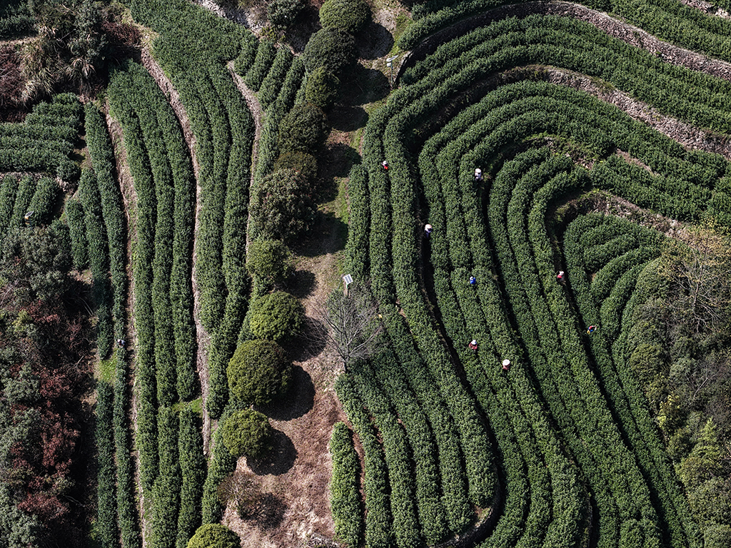 3月10日,在武义县更香有机茶园内,采茶工在采摘今年首批春茶(无人机照片)。