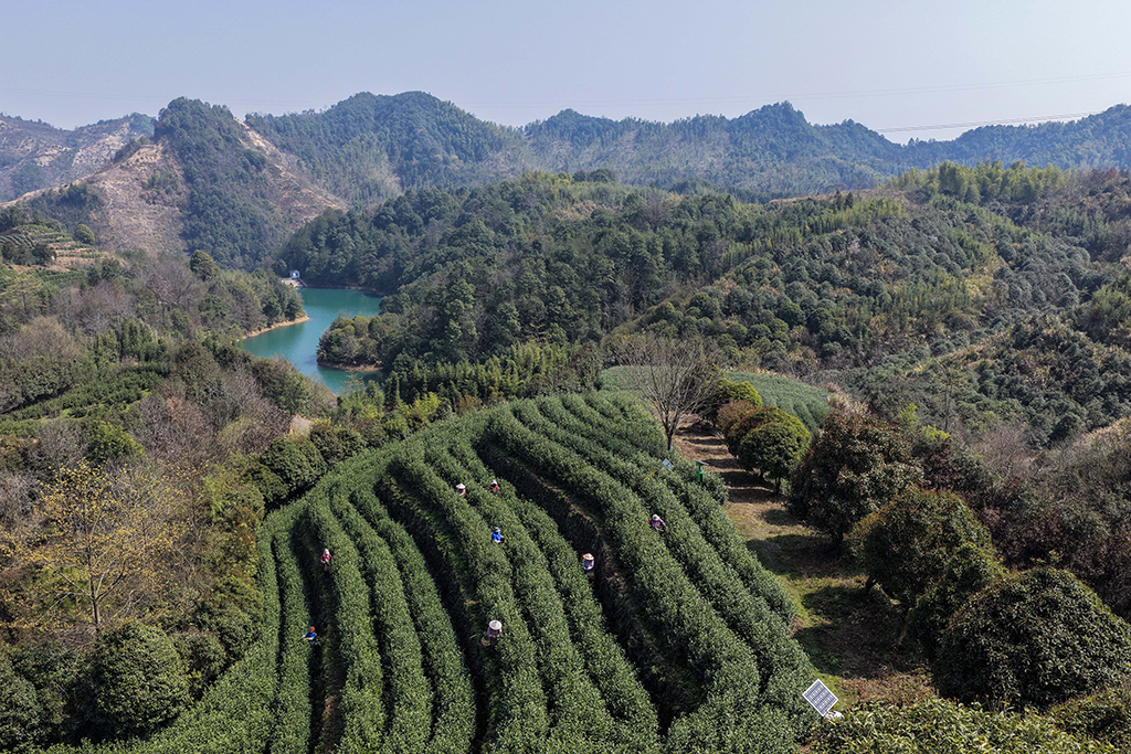 3月10日,在武义县更香有机茶园内,采茶工在采摘今年首批春茶(无人机照片)。