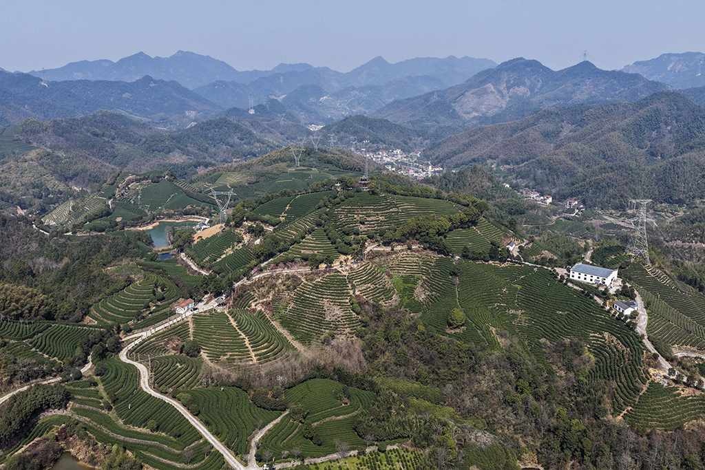 3月10日拍摄的武义县有机茶园(无人机照片)。