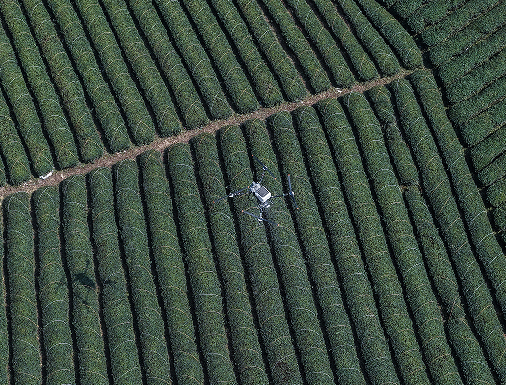 3月10日，农用无人机在武义熟水茶业有限公司的茶园内施肥（无人机照片）。