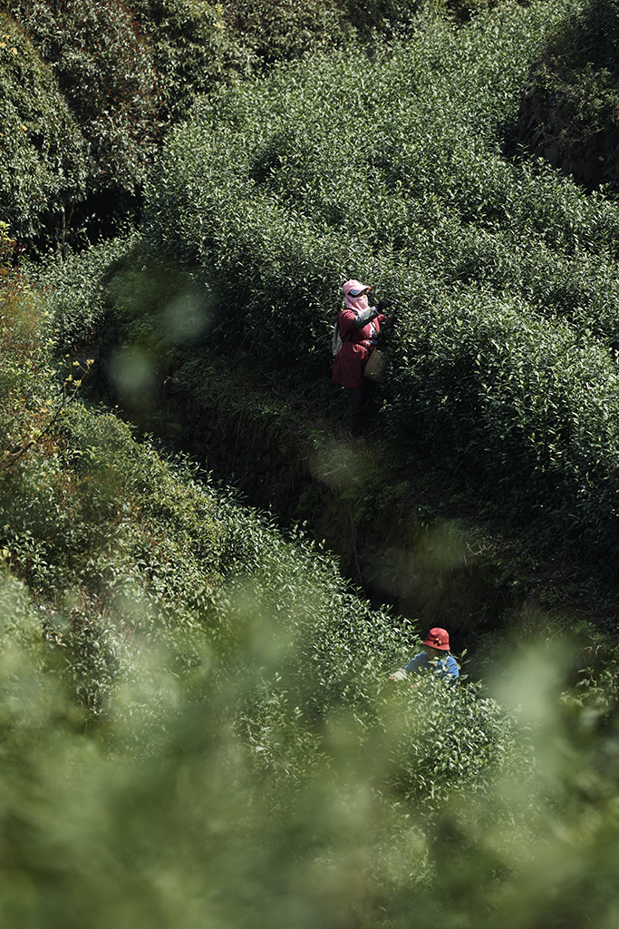 3月10日，在武义县更香有机茶园内，采茶工在采摘今年首批春茶。