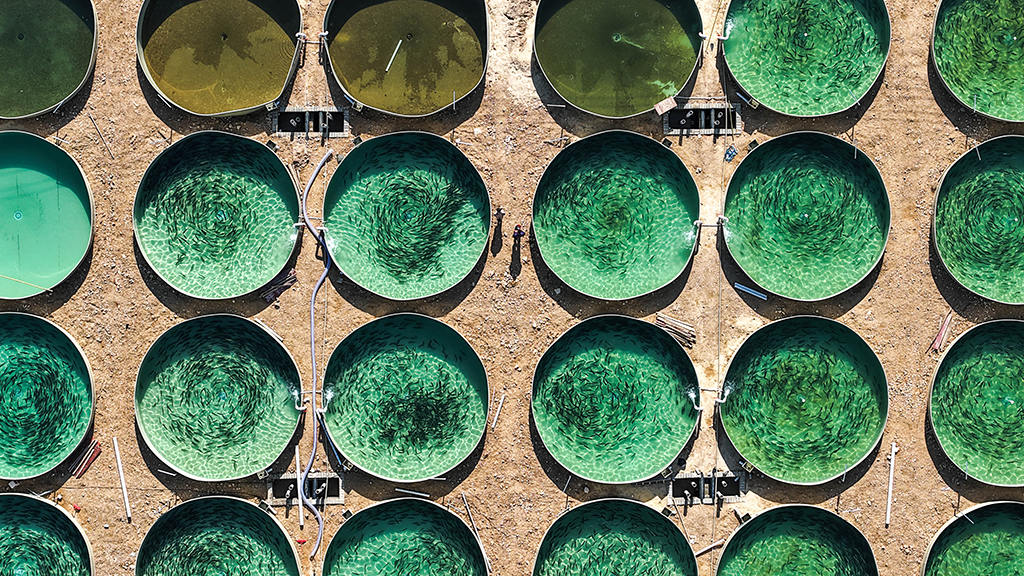 这是3月10日拍摄的贵州省岑巩县淡水渔业基地养殖场景（无人机照片）。