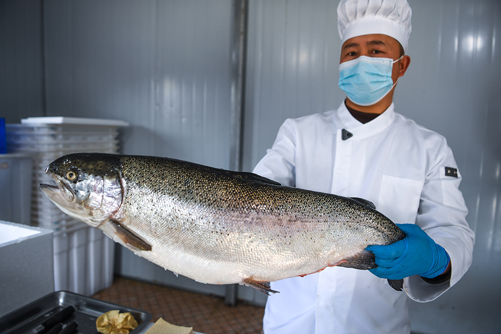3月10日,工人在贵州省岑巩县淡水渔业基地展示一条三文鱼。