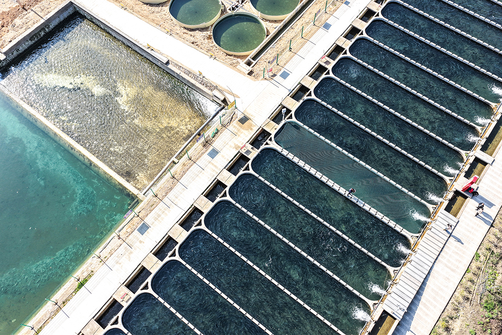 这是3月10日拍摄的贵州省岑巩县淡水渔业基地养殖场景（无人机照片）。