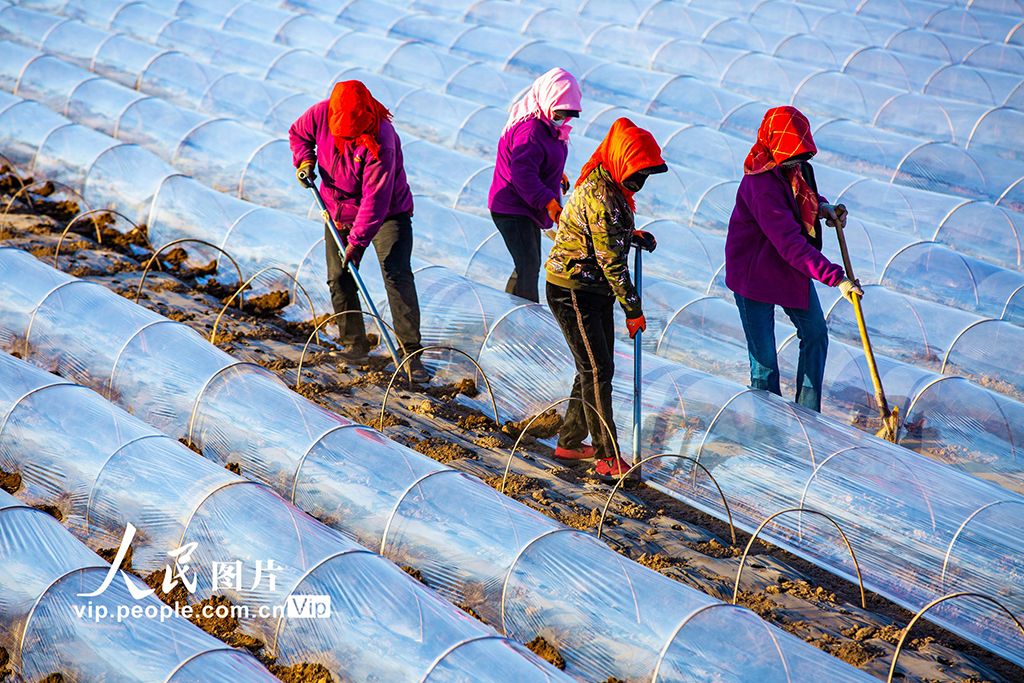 甘肃张掖:搭建小拱棚【2】