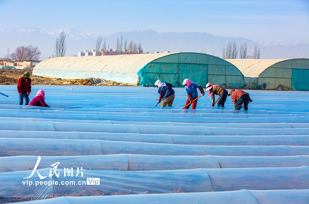 甘肃张掖:搭建小拱棚【3】