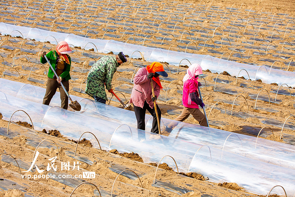 甘肃张掖:搭建小拱棚【4】