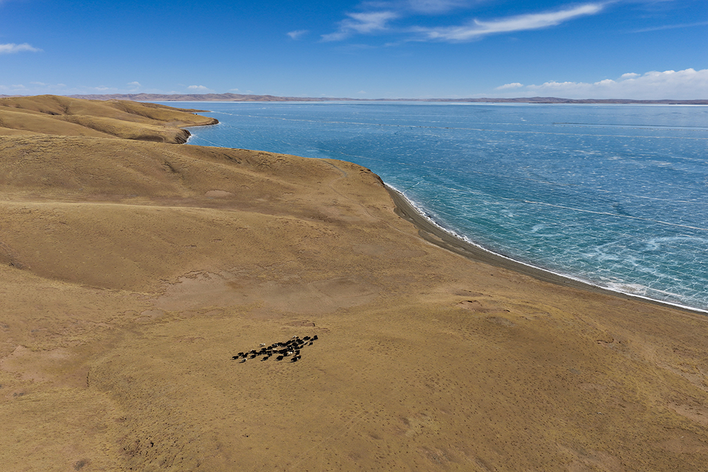 3月10日，一群牦牛在青海省果洛藏族自治州玛多县境内的扎陵湖边觅食（无人机照片）。新华社记者 张龙 摄
