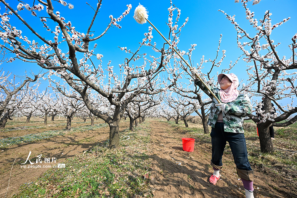 山西永济:人工授粉忙【3】