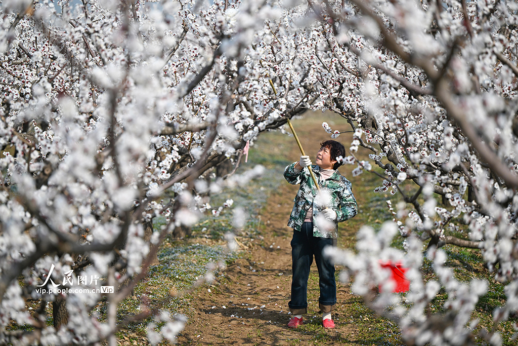 山西永济:人工授粉忙【2】