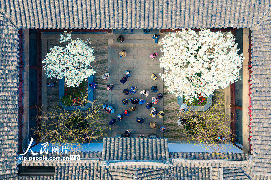 江苏苏州:耦园玉兰花盛开春色浓【2】