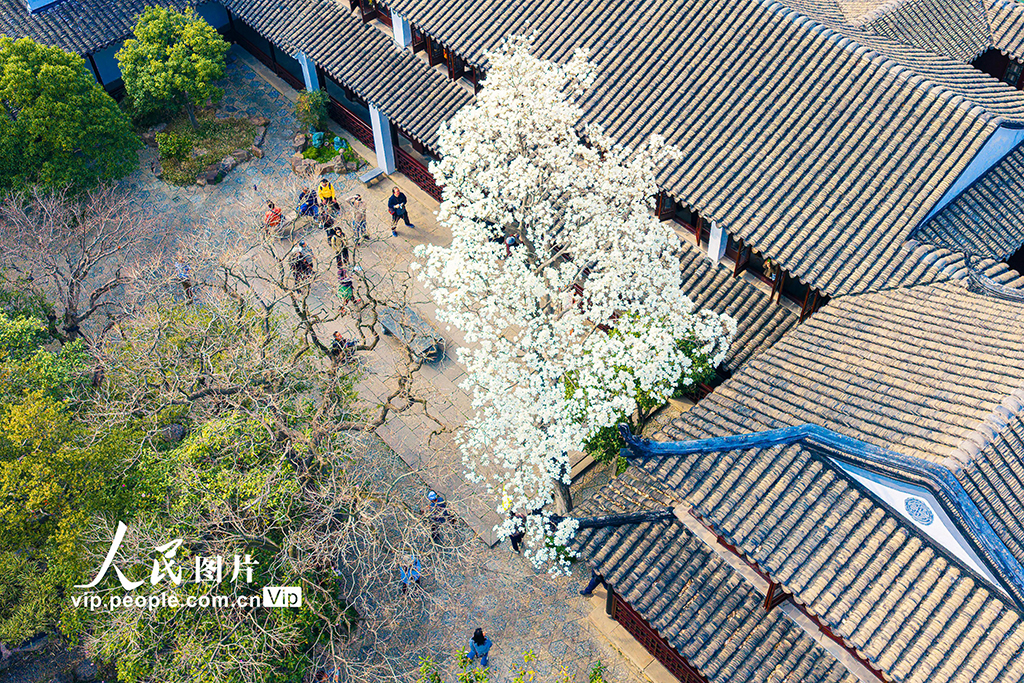 江苏苏州:耦园玉兰花盛开春色浓【3】