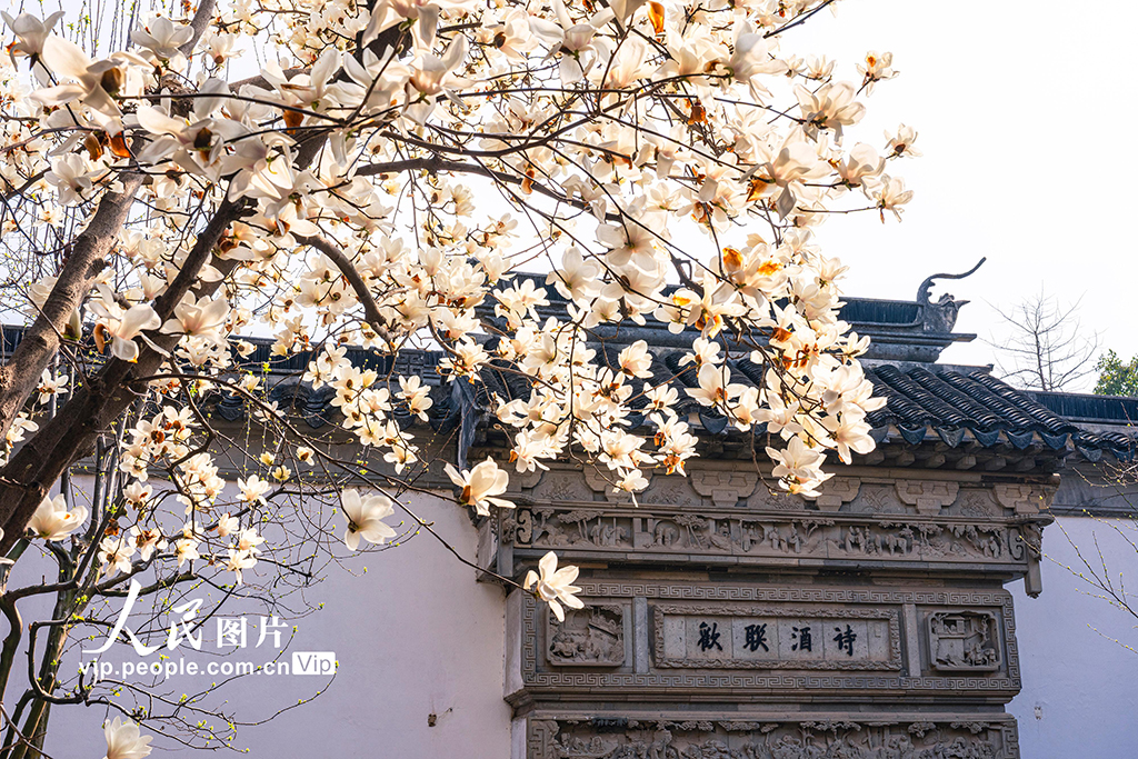 江苏苏州：耦园玉兰花盛开春色浓【5】