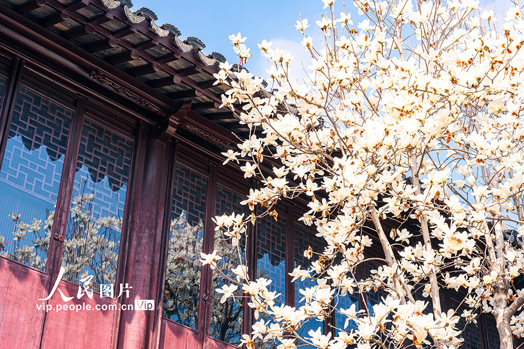 江苏苏州：耦园玉兰花盛开春色浓【6】