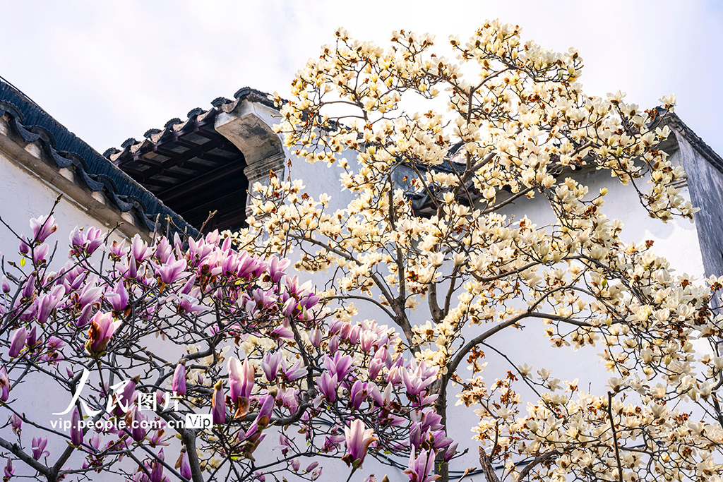 江苏苏州:耦园玉兰花盛开春色浓【4】