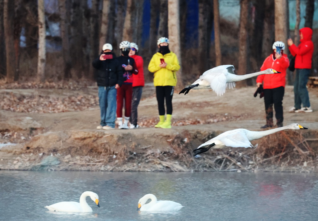 3月12日，人们在辽宁省北票市红村天鹅湾观赏天鹅。新华社记者 李钢 摄